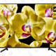 Sony X800G 55" 4K HDR TV | $499 | Best Buy